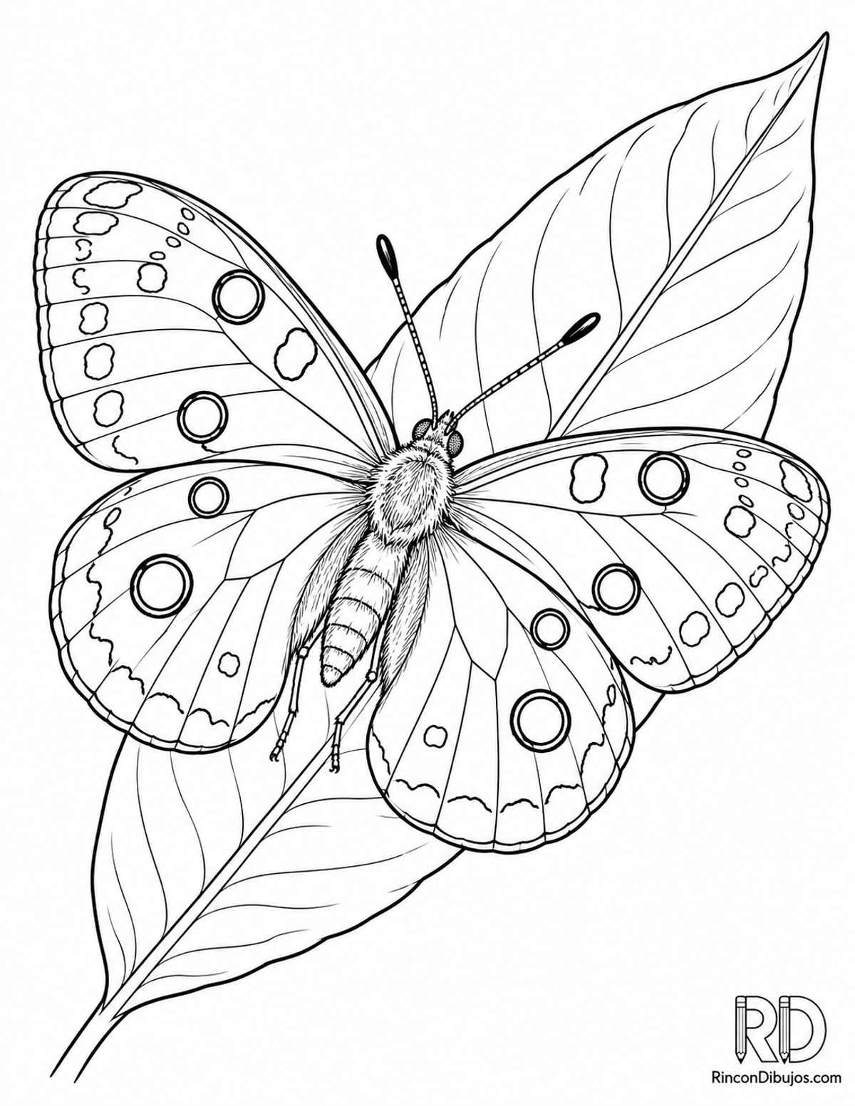 Dibujo de mariposa apolo para colorear Dibujo de mariposa apolo para colorear