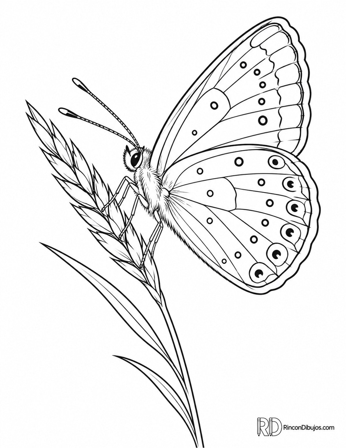 Dibujo de mariposa azul común para colorear Dibujo de mariposa azul común para colorear