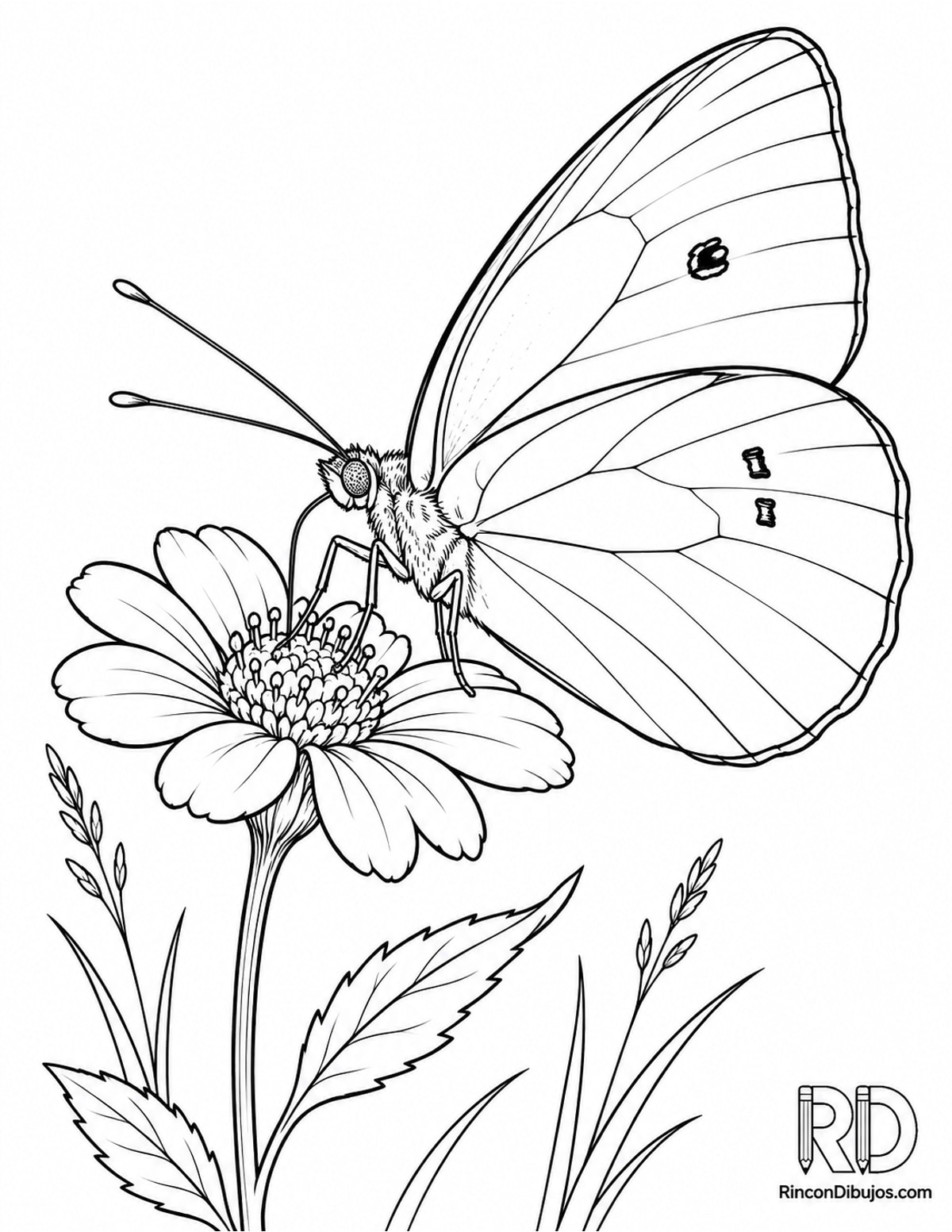 Dibujo de mariposa blanca para colorear Dibujo de mariposa blanca para colorear