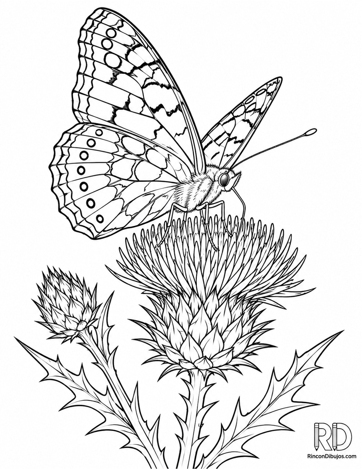 Dibujo de mariposa cardera para colorear Dibujo de mariposa cardera para colorear