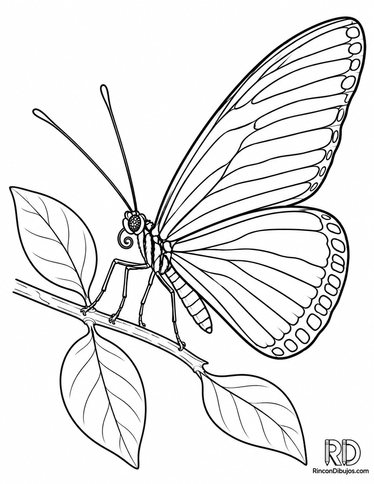 Dibujo de mariposa cebra longwing para colorear Dibujo de mariposa cebra longwing para colorear