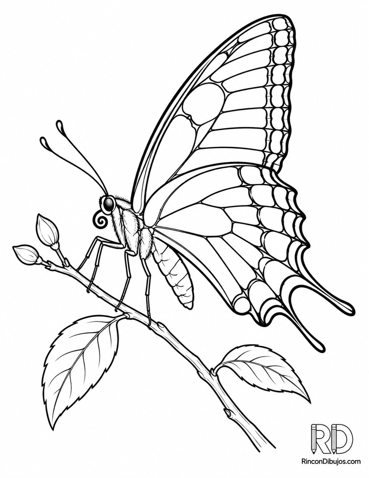 Dibujo de mariposa cola para colorear Dibujo de mariposa cola para colorear