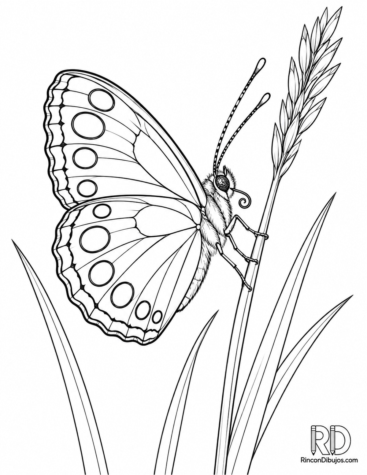 Dibujo de mariposa espejitos para colorear Dibujo de mariposa espejitos para colorear