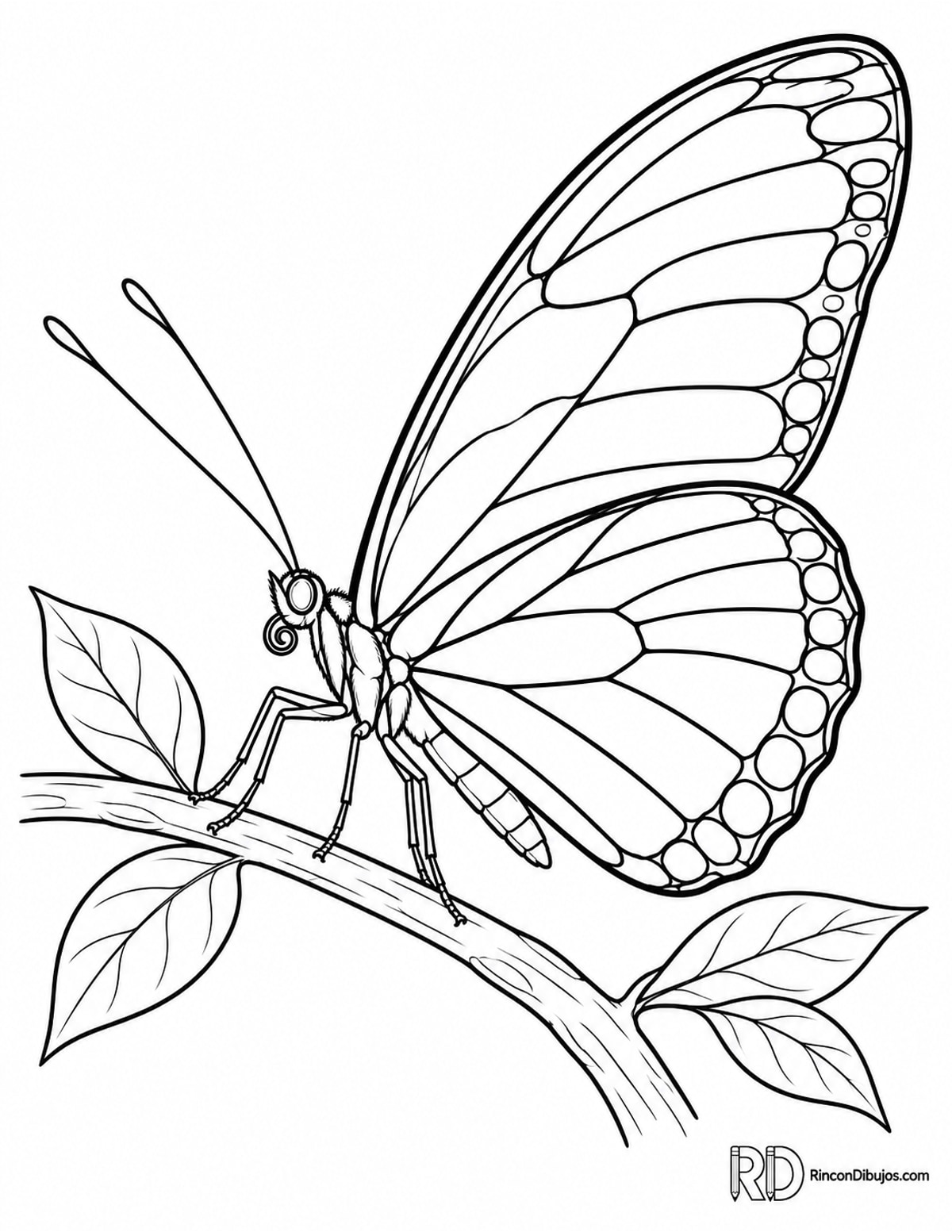 Dibujo de mariposa heliconia para colorear Dibujo de mariposa heliconia para colorear