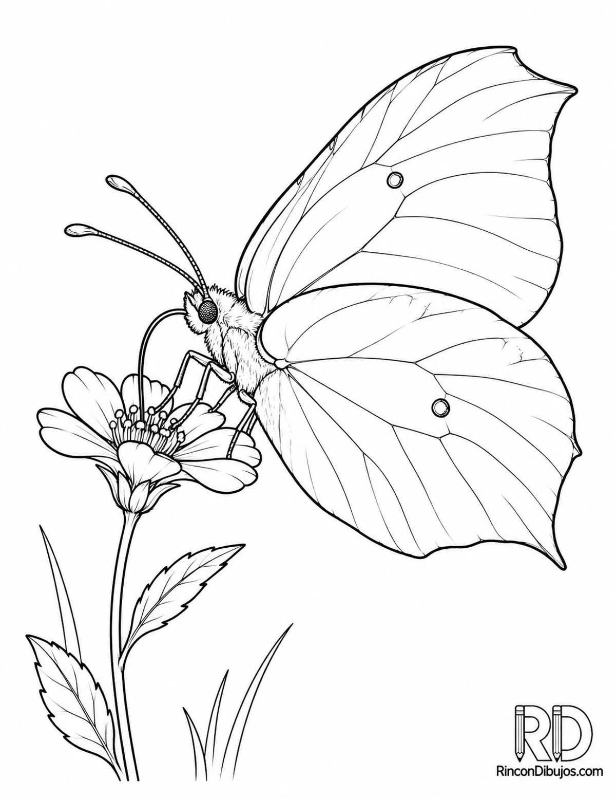 Dibujo de mariposa limonera para colorear Dibujo de mariposa limonera para colorear