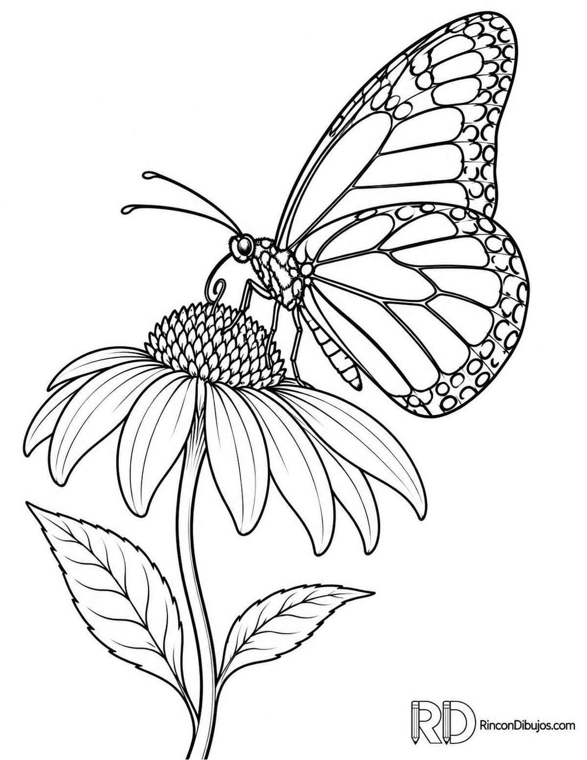 Dibujo de mariposa monarca para colorear