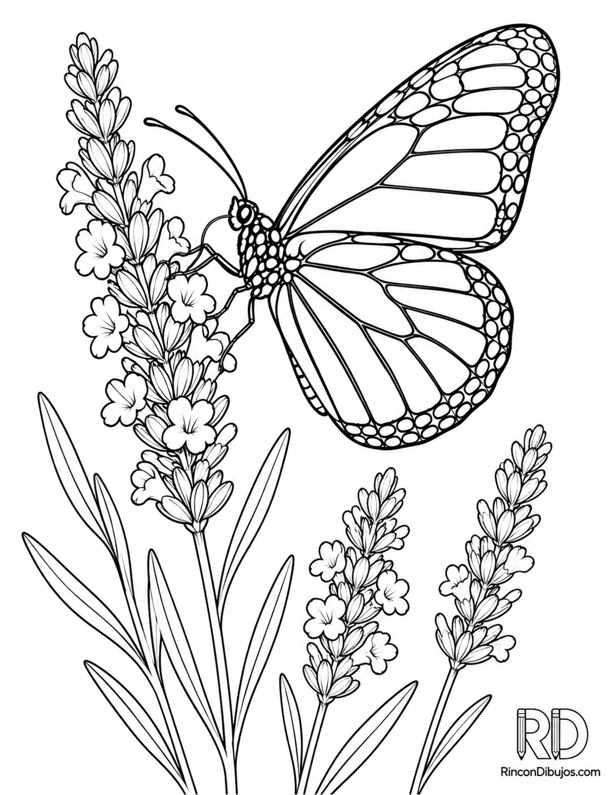 Dibujo de mariposa monarca para colorear Dibujo de mariposa monarca para colorear