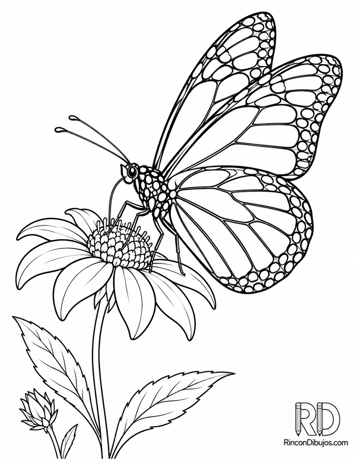 Dibujo de mariposa monarca para colorear Dibujo de mariposa monarca para colorear