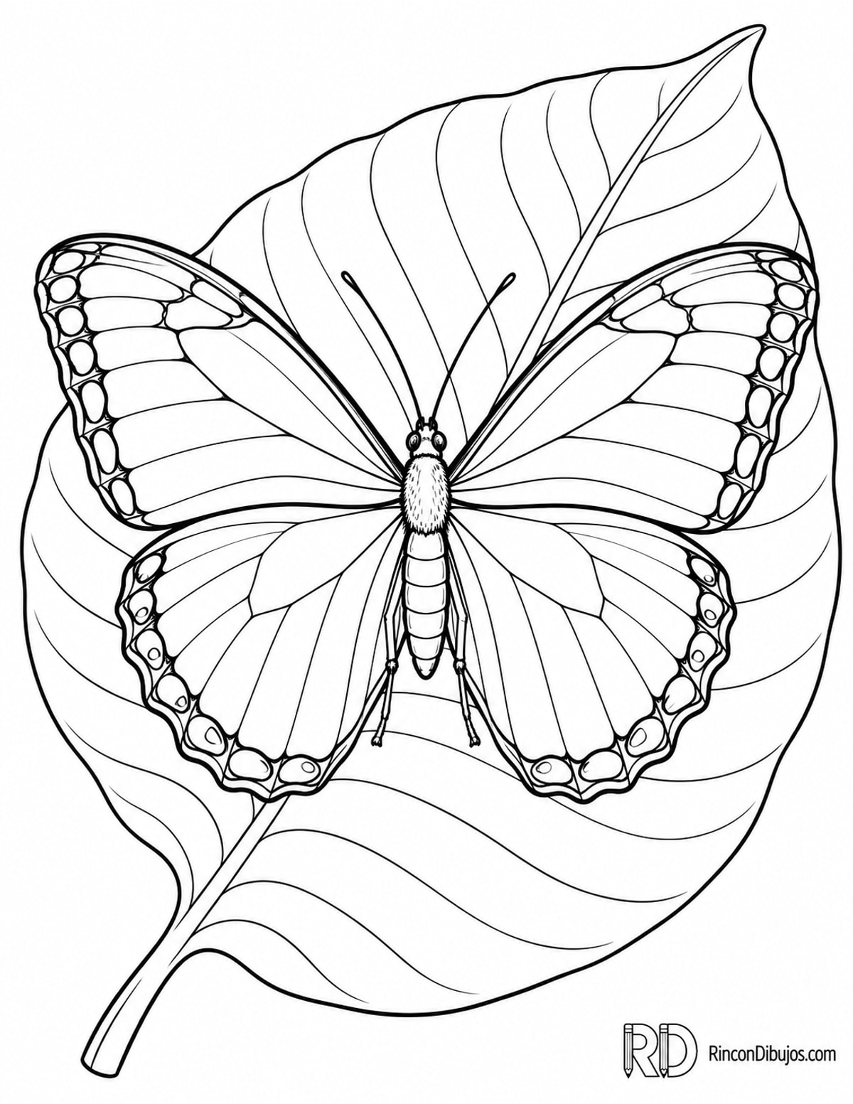 Dibujo de mariposa morpho azul para colorear Dibujo de mariposa morpho azul para colorear