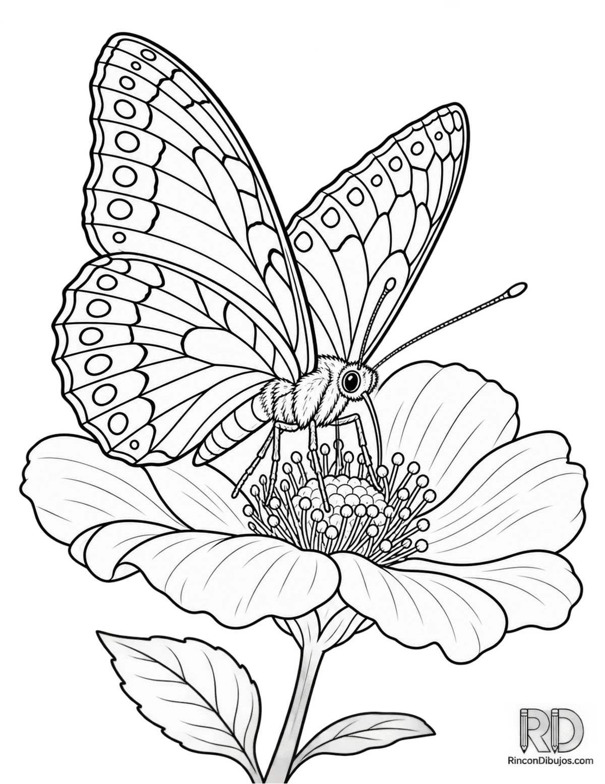 Dibujo de mariposa nacarada para colorear Dibujo de mariposa nacarada para colorear