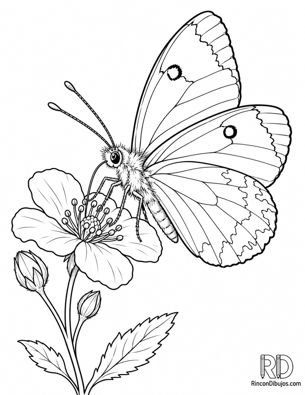 Dibujo de mariposa naranja punta para colorear Dibujo de mariposa naranja punta para colorear