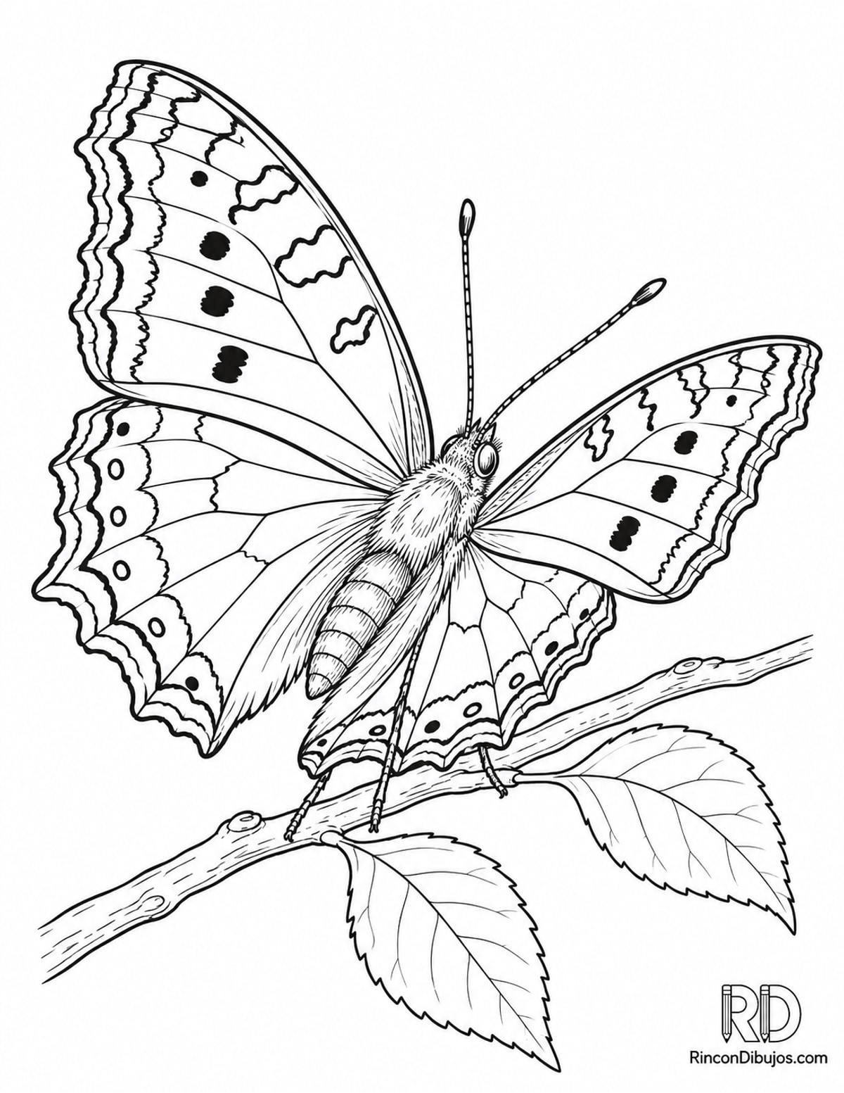 Dibujo de mariposa náyade para colorear Dibujo de mariposa náyade para colorear