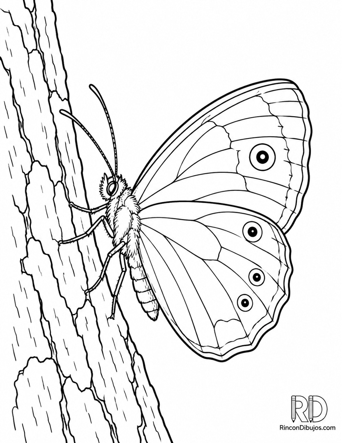 Dibujo de mariposa sátiro para colorear Dibujo de mariposa sátiro para colorear