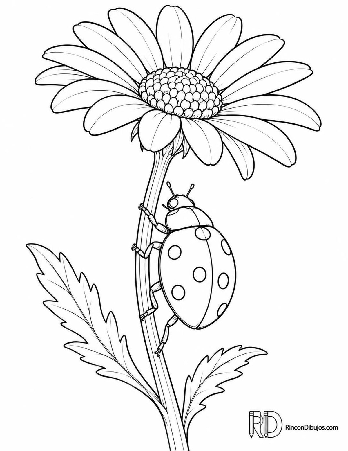 Dibujo de mariquita de siete puntos para colorear