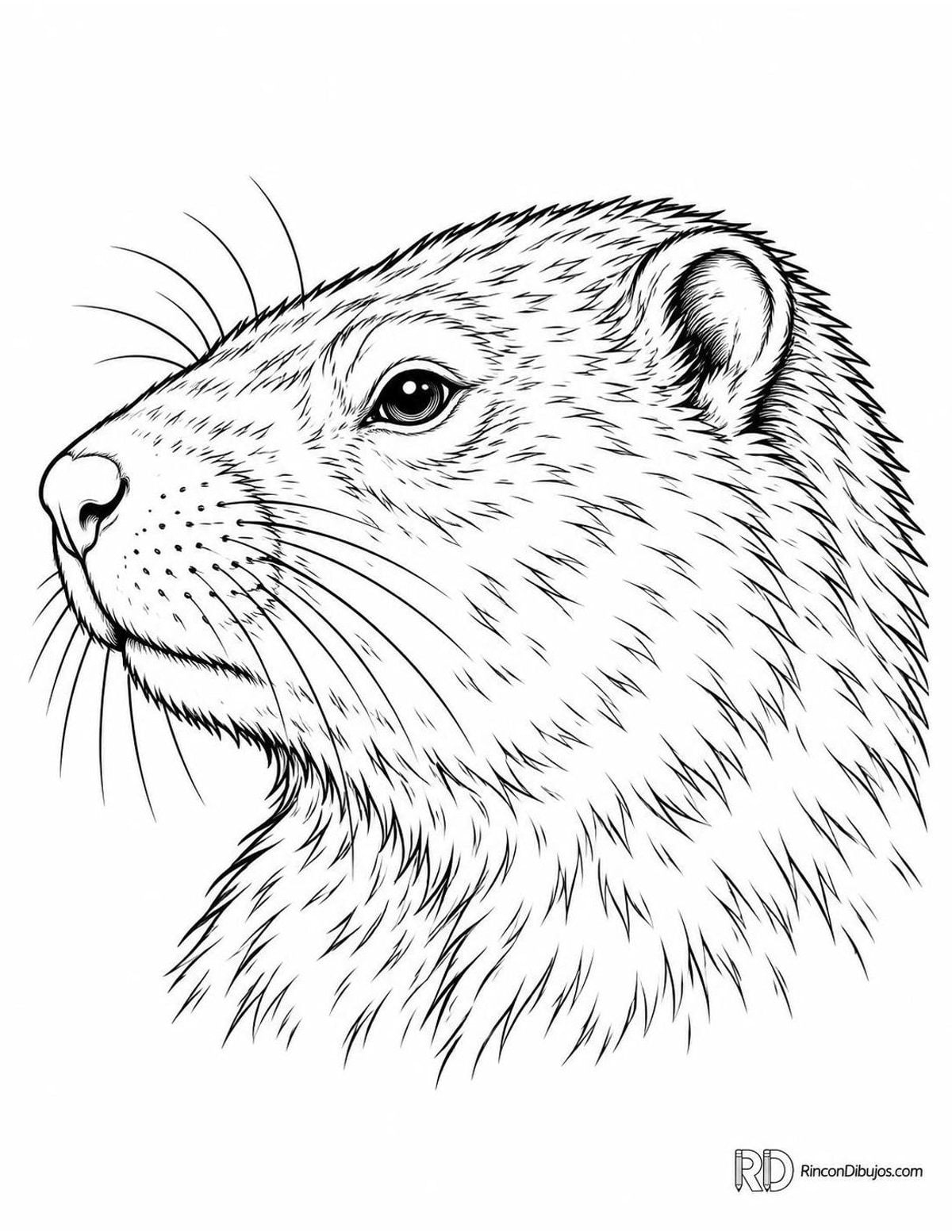 Dibujo de marmota canadiense para colorear Dibujo de marmota canadiense para colorear