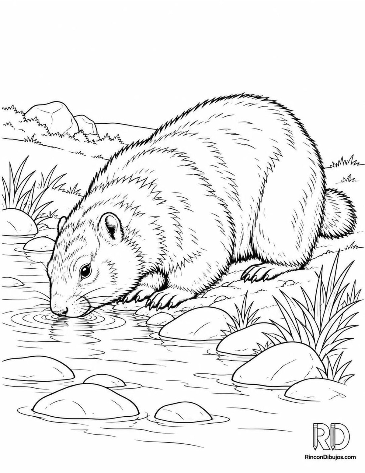 Dibujo de marmota de vientre amarillo bebiendo para colorear Dibujo de marmota de vientre amarillo bebiendo para colorear