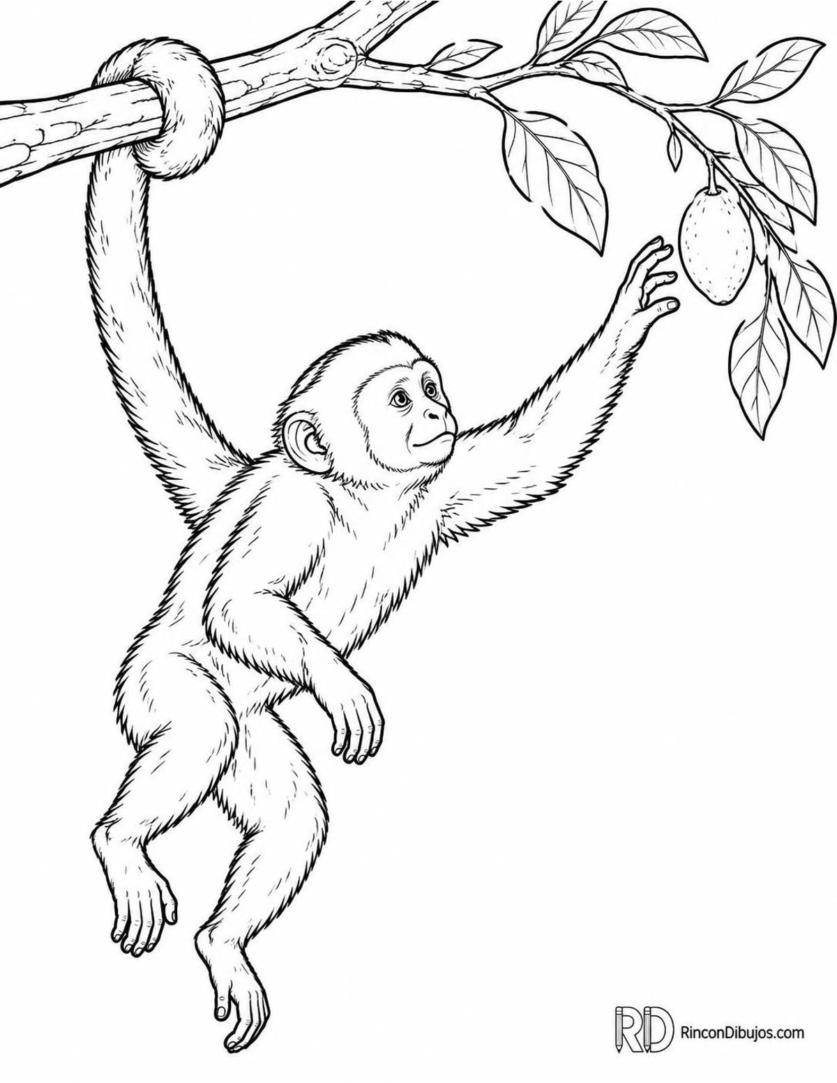Dibujo de mono capuchino para colorear