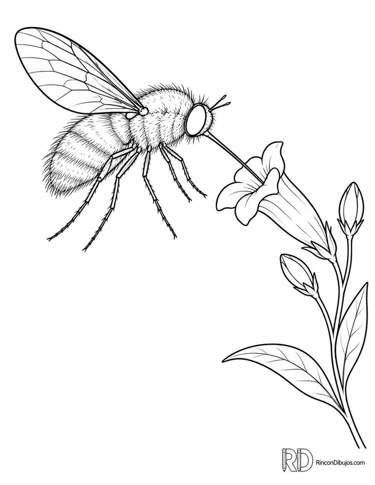 Dibujo de mosca abeja para colorear Dibujo de mosca abeja para colorear