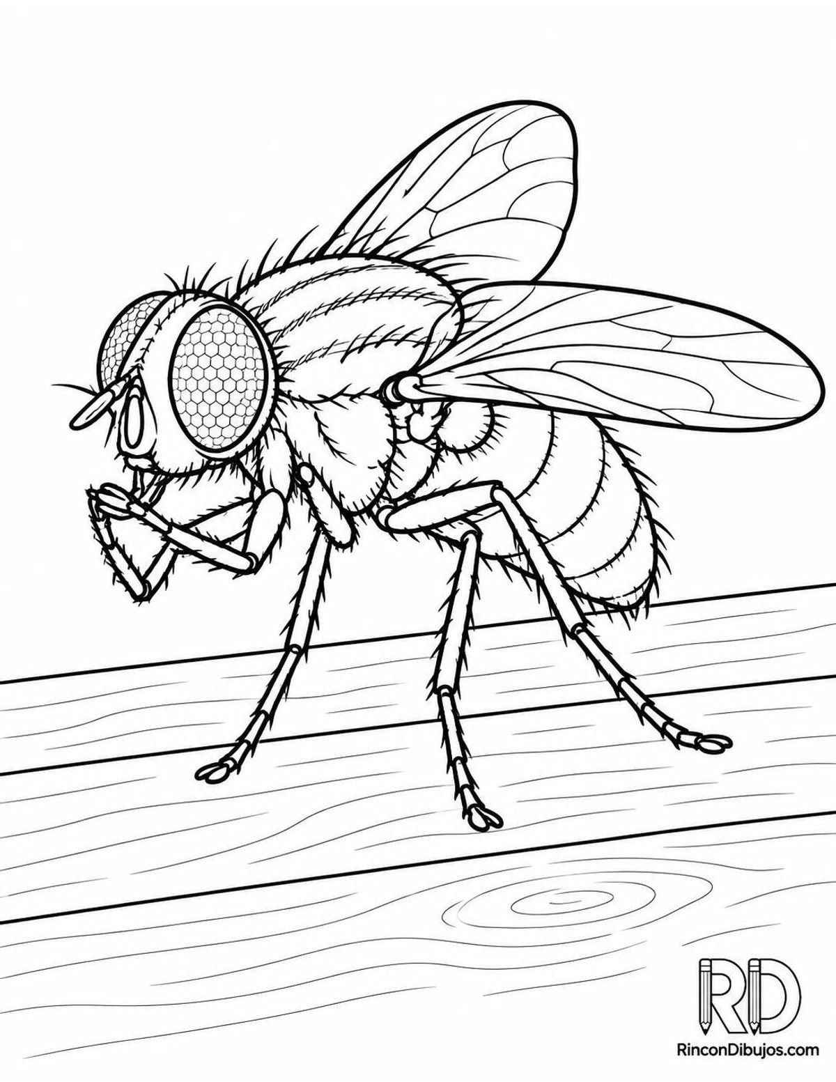 Dibujo de mosca aseándose para colorear Dibujo de mosca aseándose para colorear