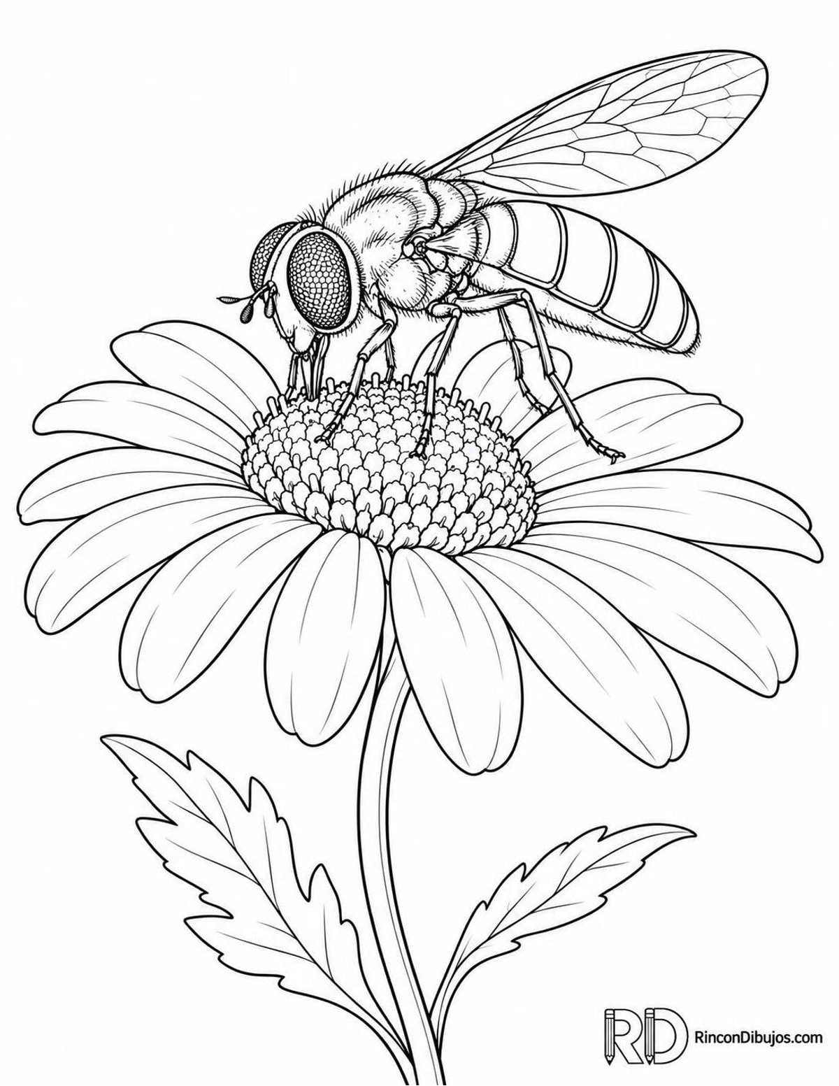 Dibujo de mosca cernidora para colorear Dibujo de mosca cernidora para colorear