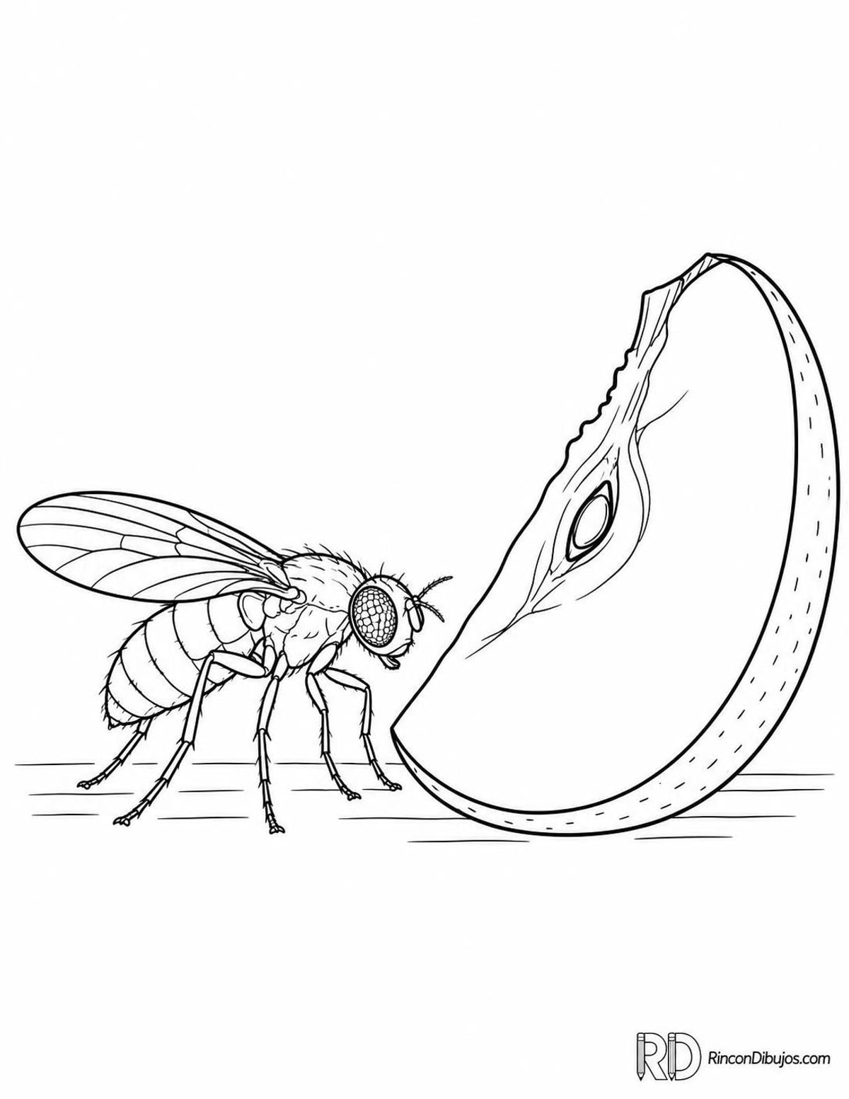 Dibujo de mosca de la fruta para colorear Dibujo de mosca de la fruta para colorear