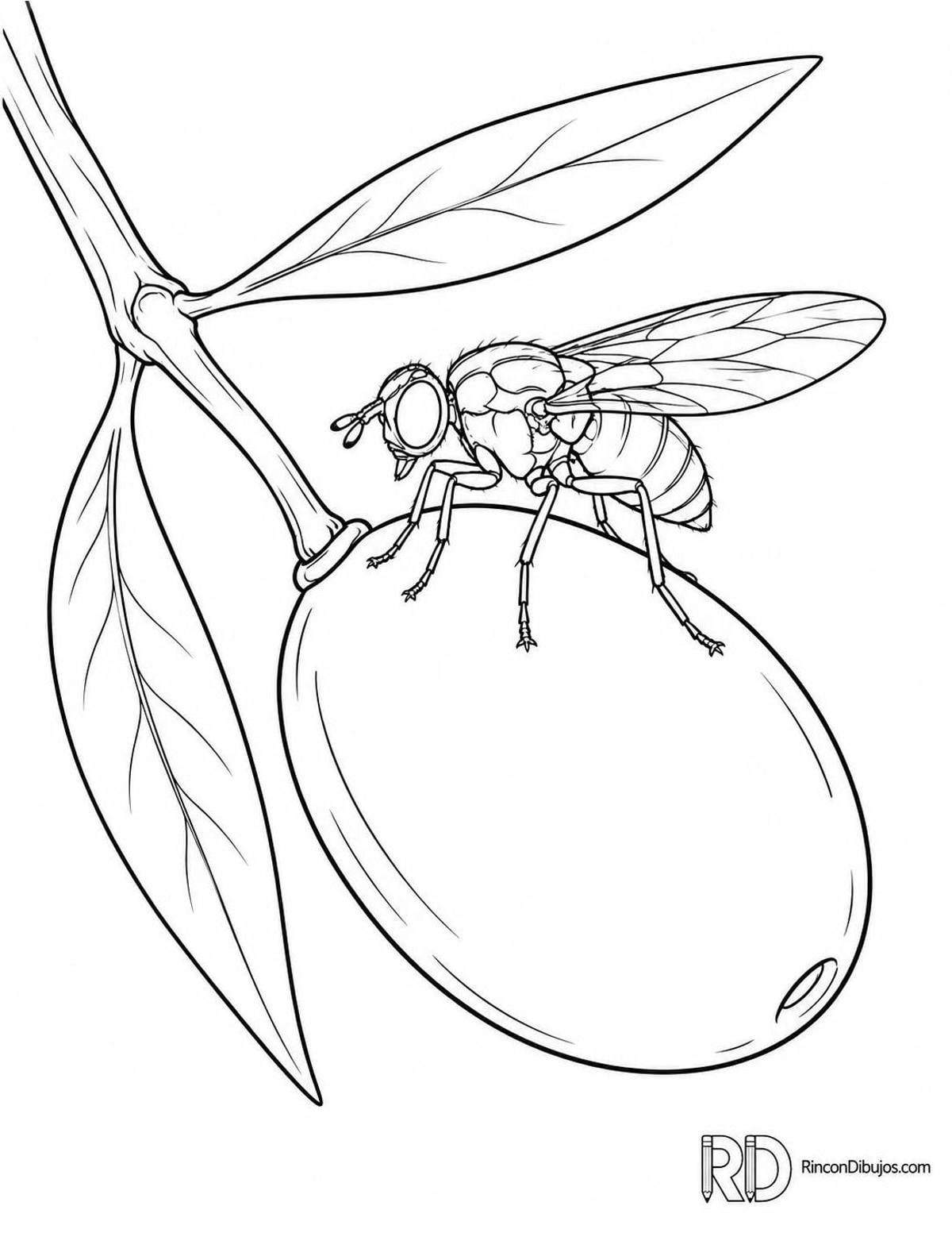 Dibujo de mosca del olivo para colorear Dibujo de mosca del olivo para colorear