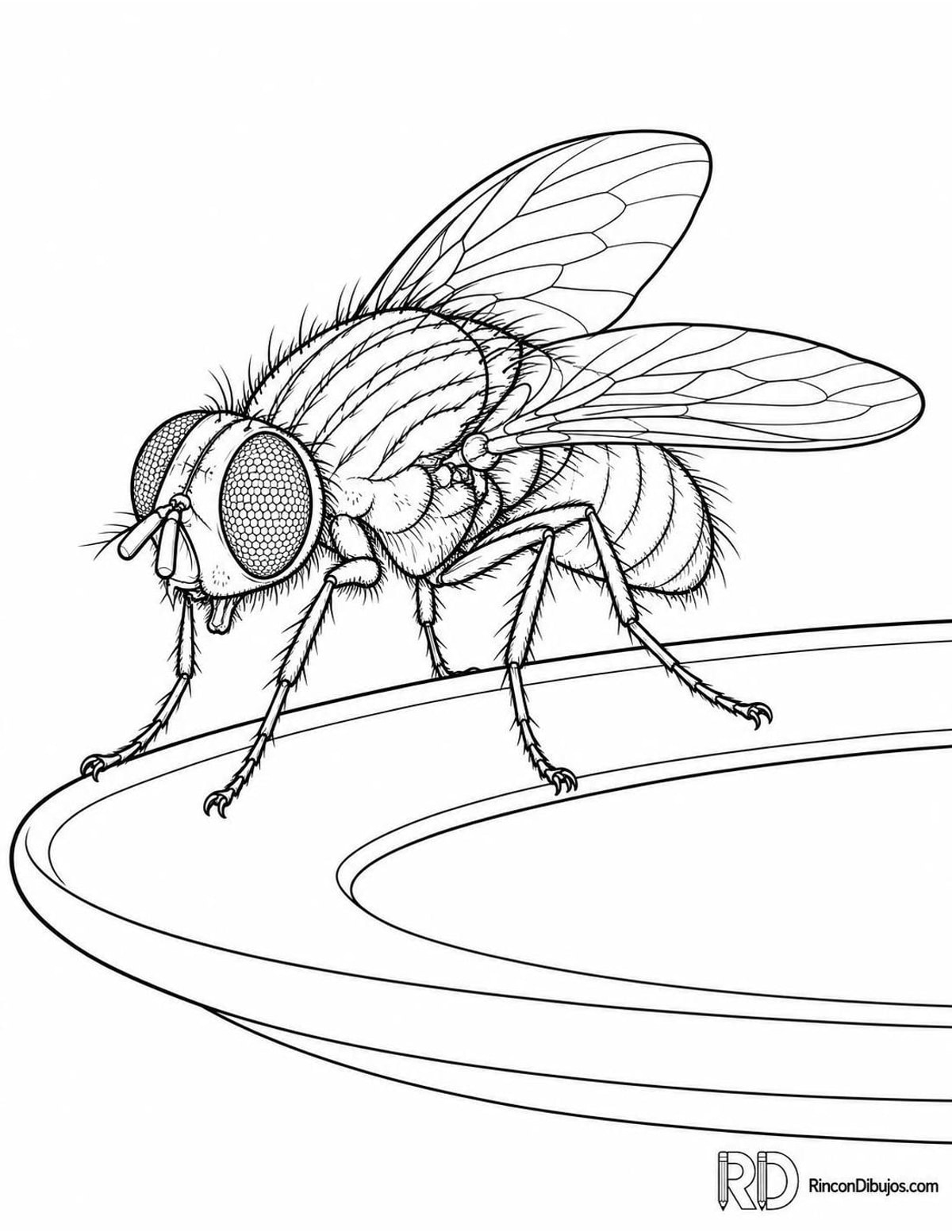 Dibujo de mosca en plato para colorear Dibujo de mosca en plato para colorear