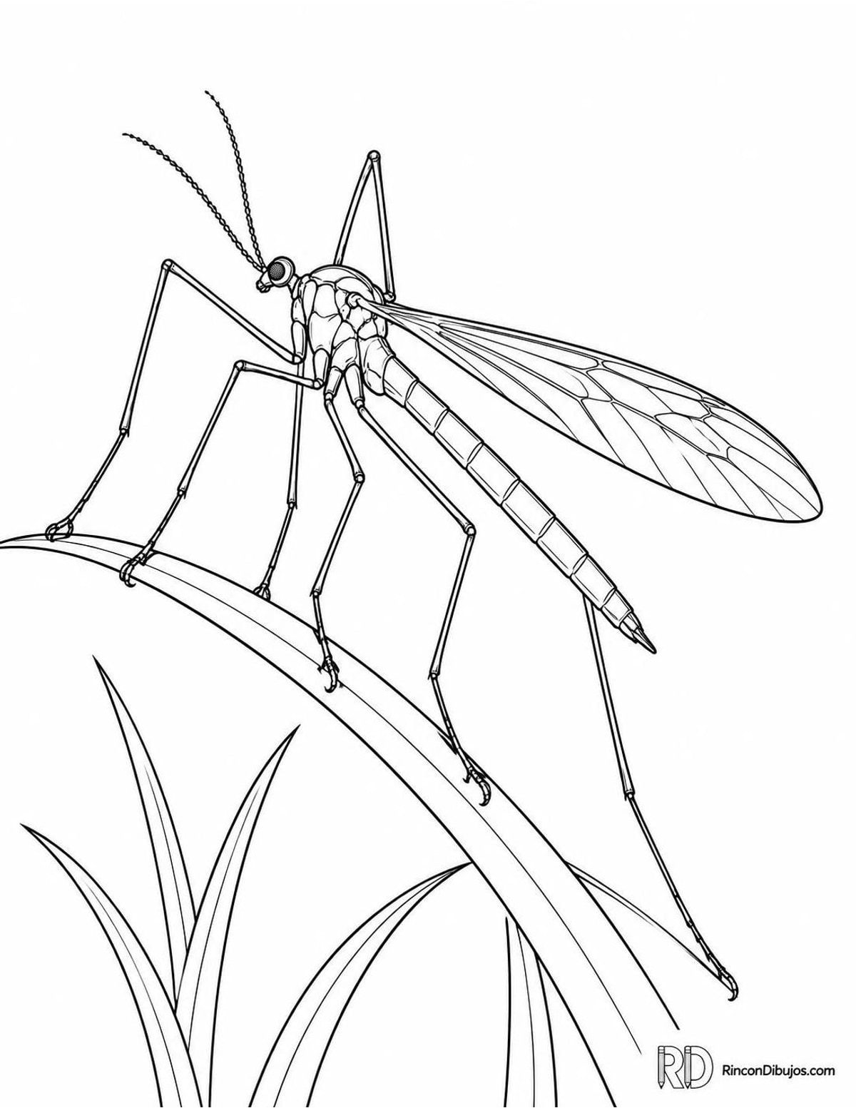 Dibujo de mosca grúa para colorear Dibujo de mosca grúa para colorear