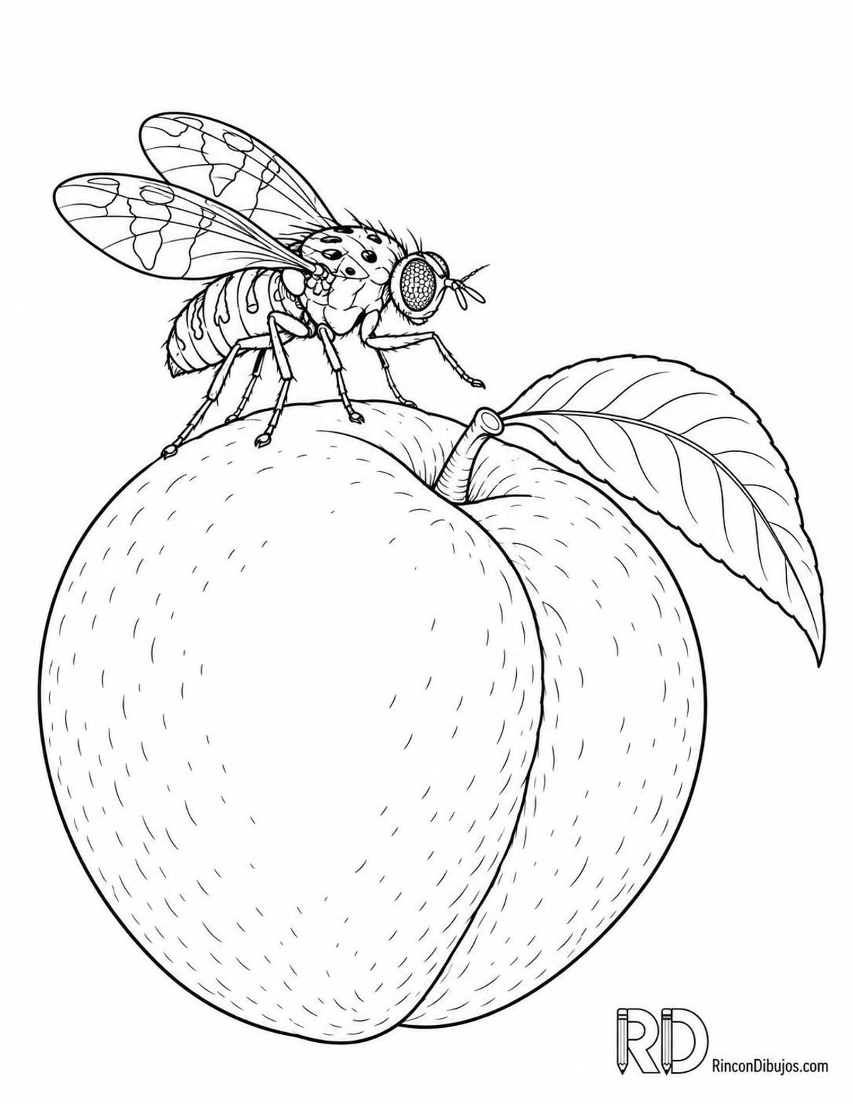 Dibujo de mosca mediterránea de la fruta para colorear Dibujo de mosca mediterránea de la fruta para colorear