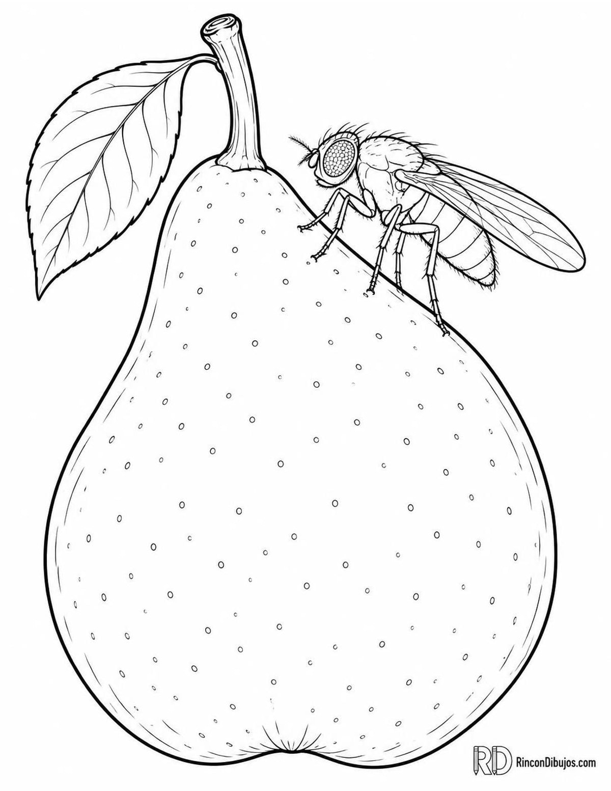 Dibujo de mosca sobre pera para colorear Dibujo de mosca sobre pera para colorear
