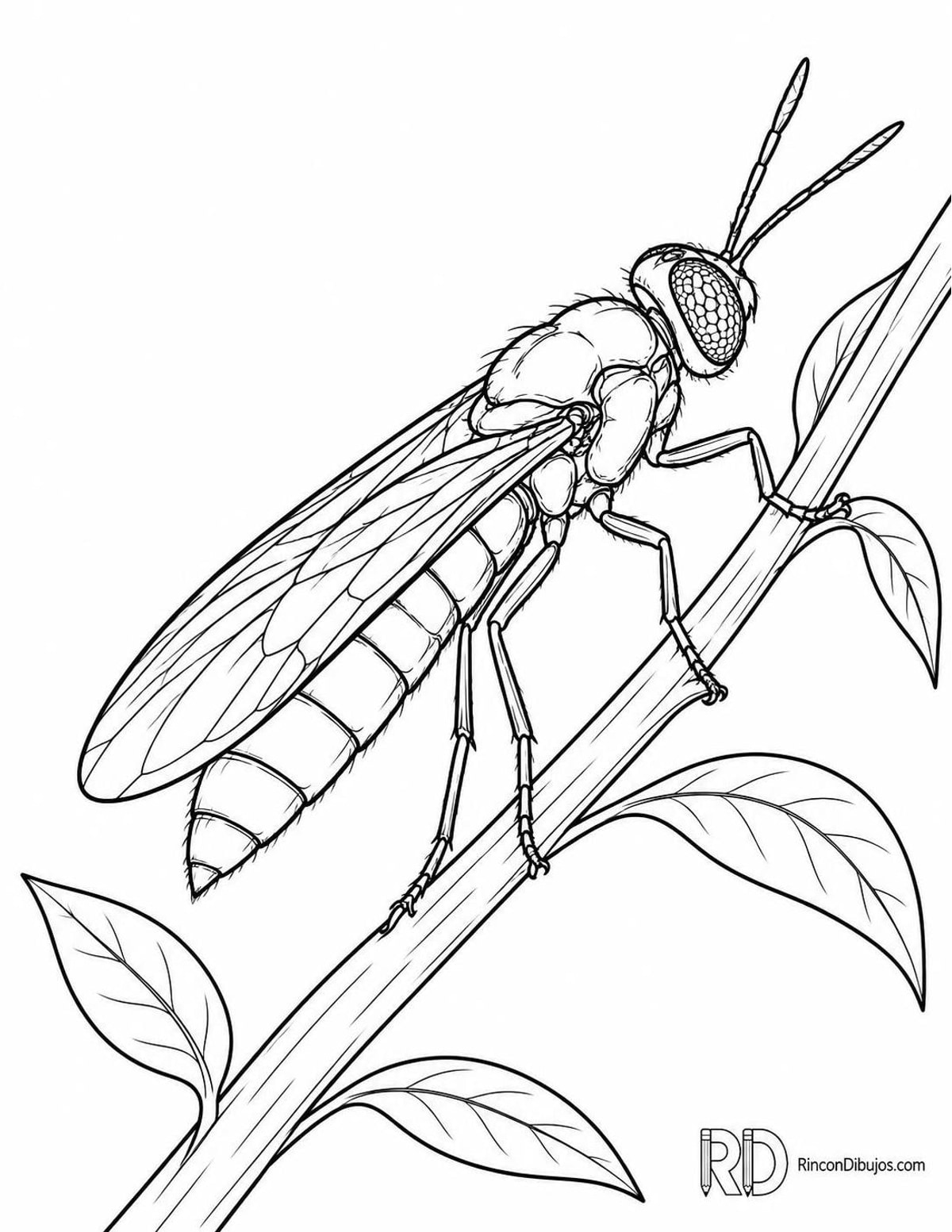 Dibujo de mosca soldado negra para colorear Dibujo de mosca soldado negra para colorear