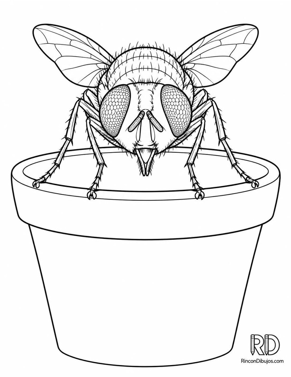 Dibujo de mosca verde para colorear Dibujo de mosca verde para colorear
