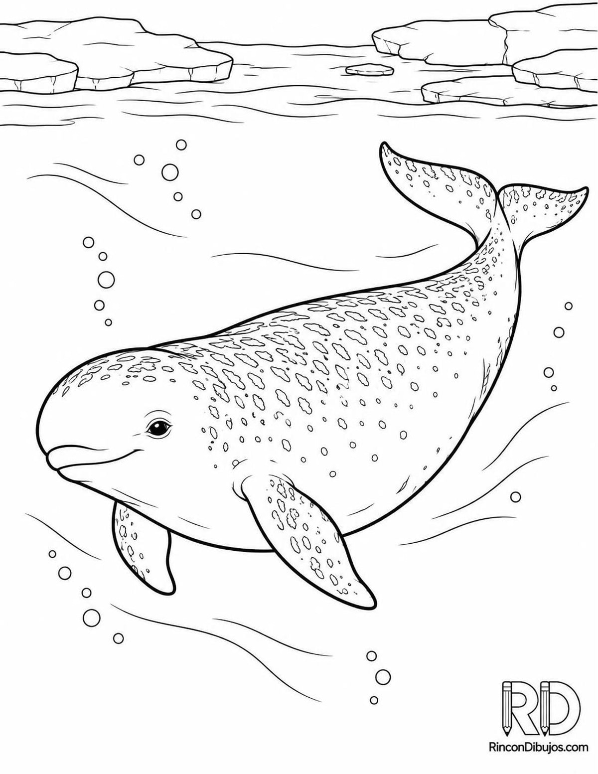 Dibujo de narval hembra para colorear Dibujo de narval hembra para colorear