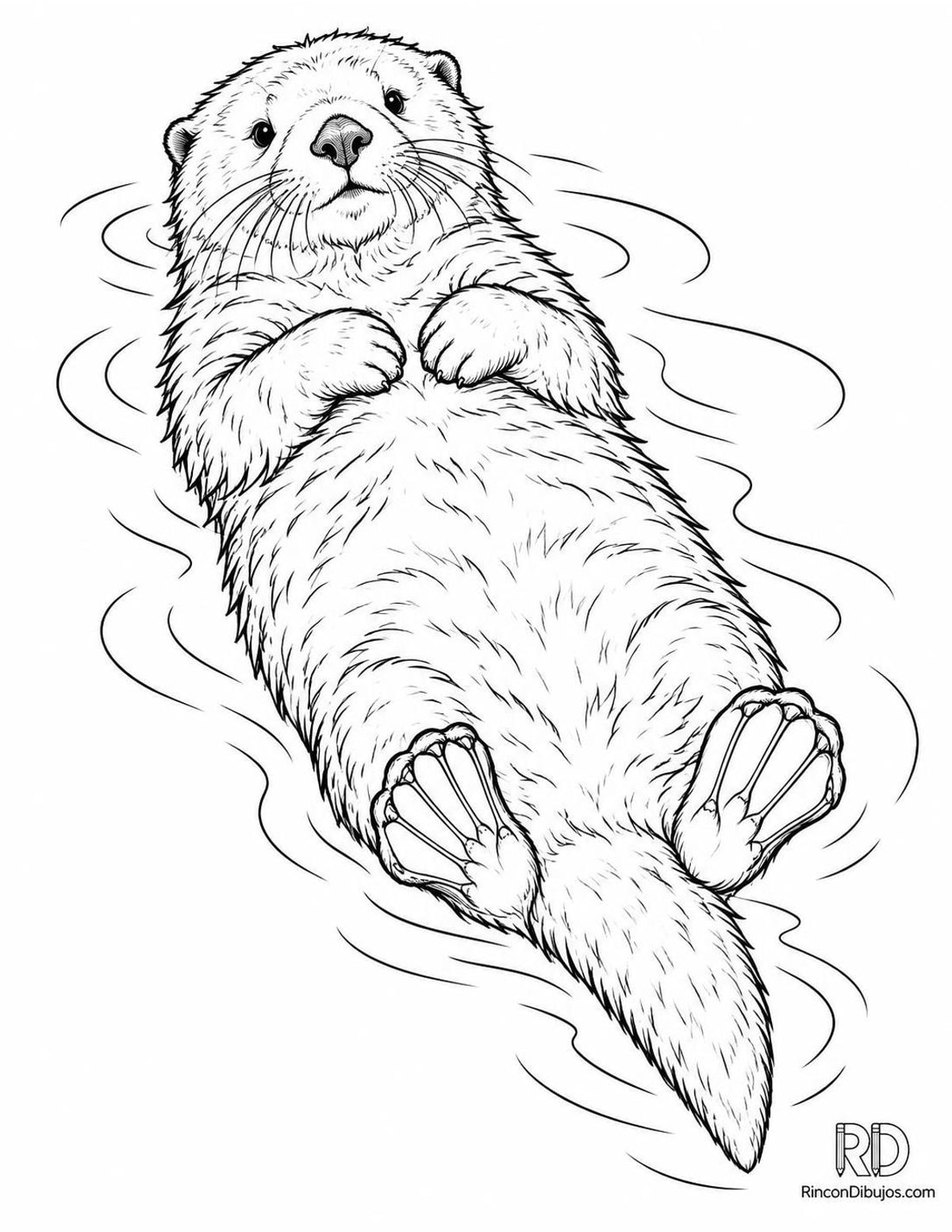 Dibujo de nutria marina para colorear Dibujo de nutria marina para colorear