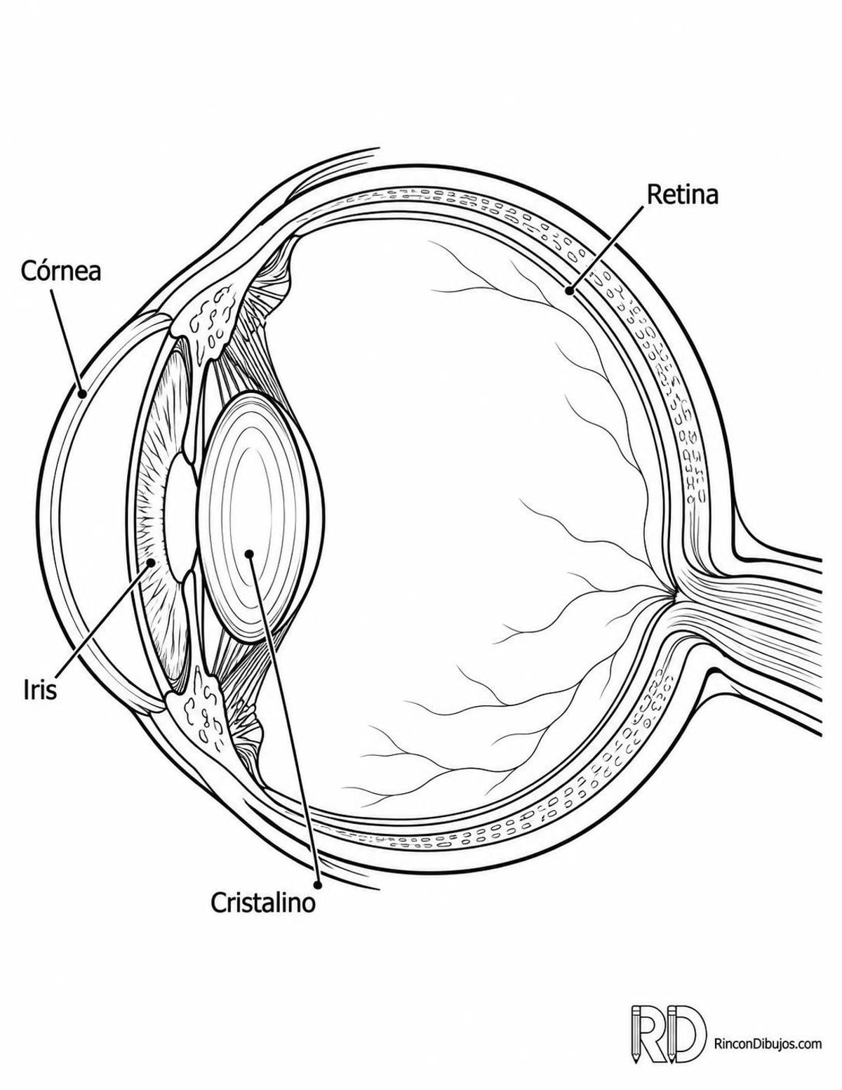 Dibujo de ojo humano para colorear