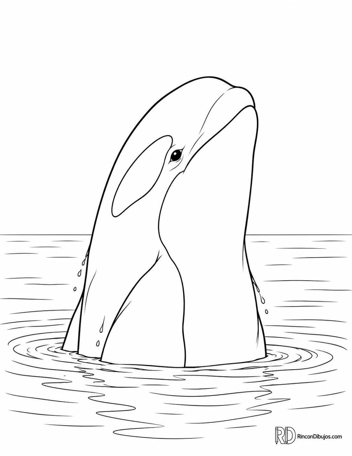 Dibujo de orca asomándose para colorear Dibujo de orca asomándose para colorear