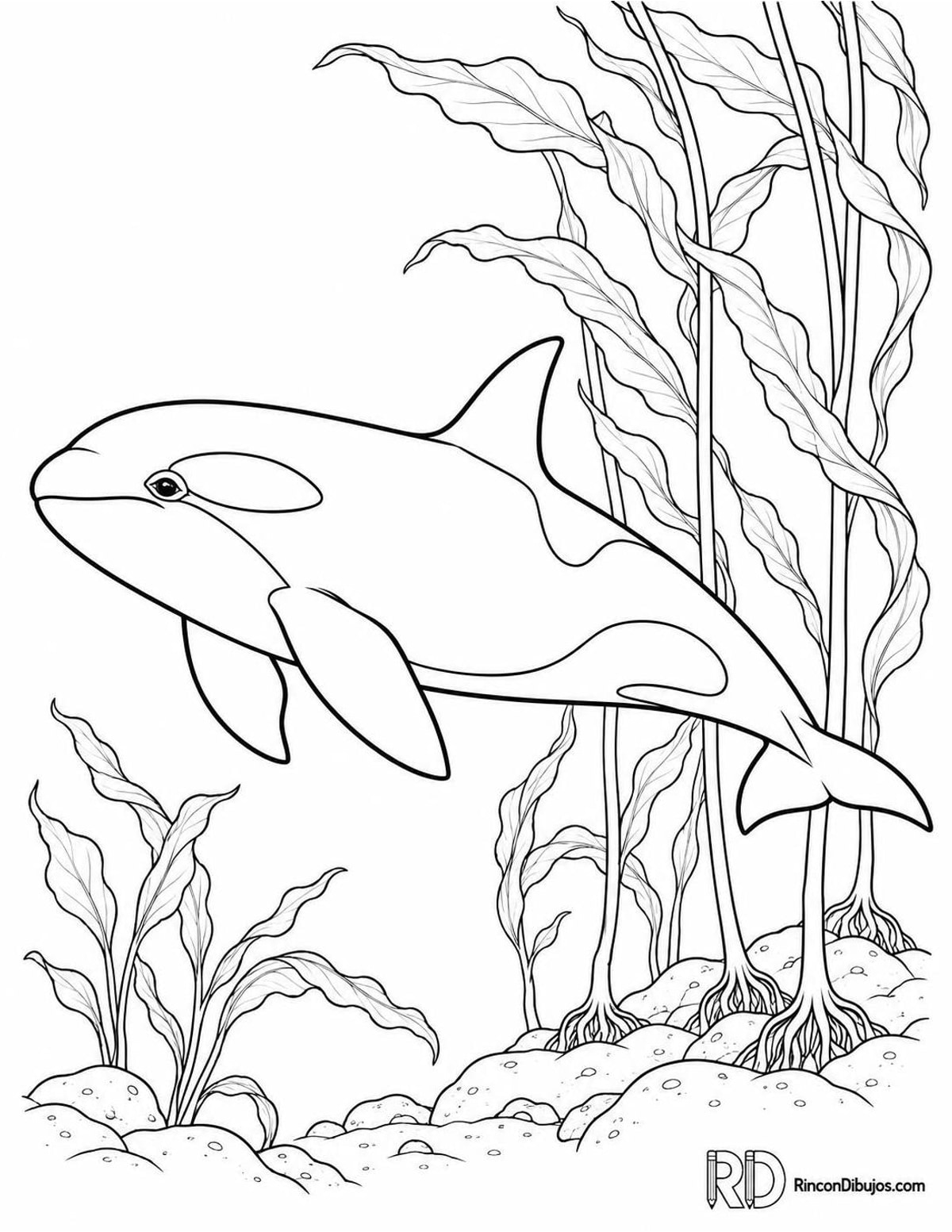 Dibujo de orca juvenil para colorear Dibujo de orca juvenil para colorear