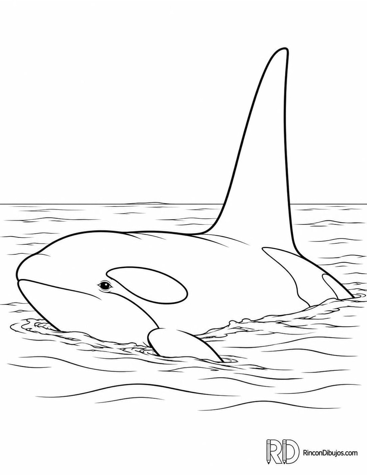Dibujo de orca macho para colorear Dibujo de orca macho para colorear