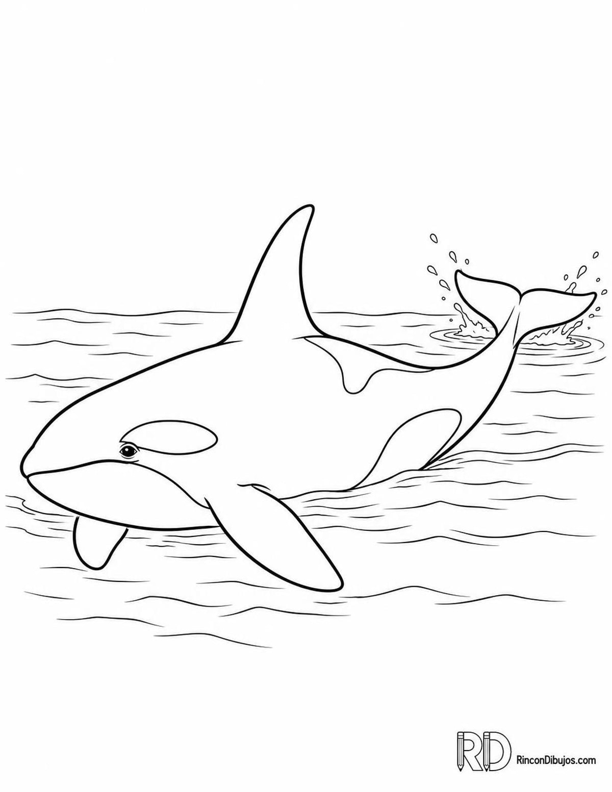 Dibujo de orca salpicando para colorear Dibujo de orca salpicando para colorear