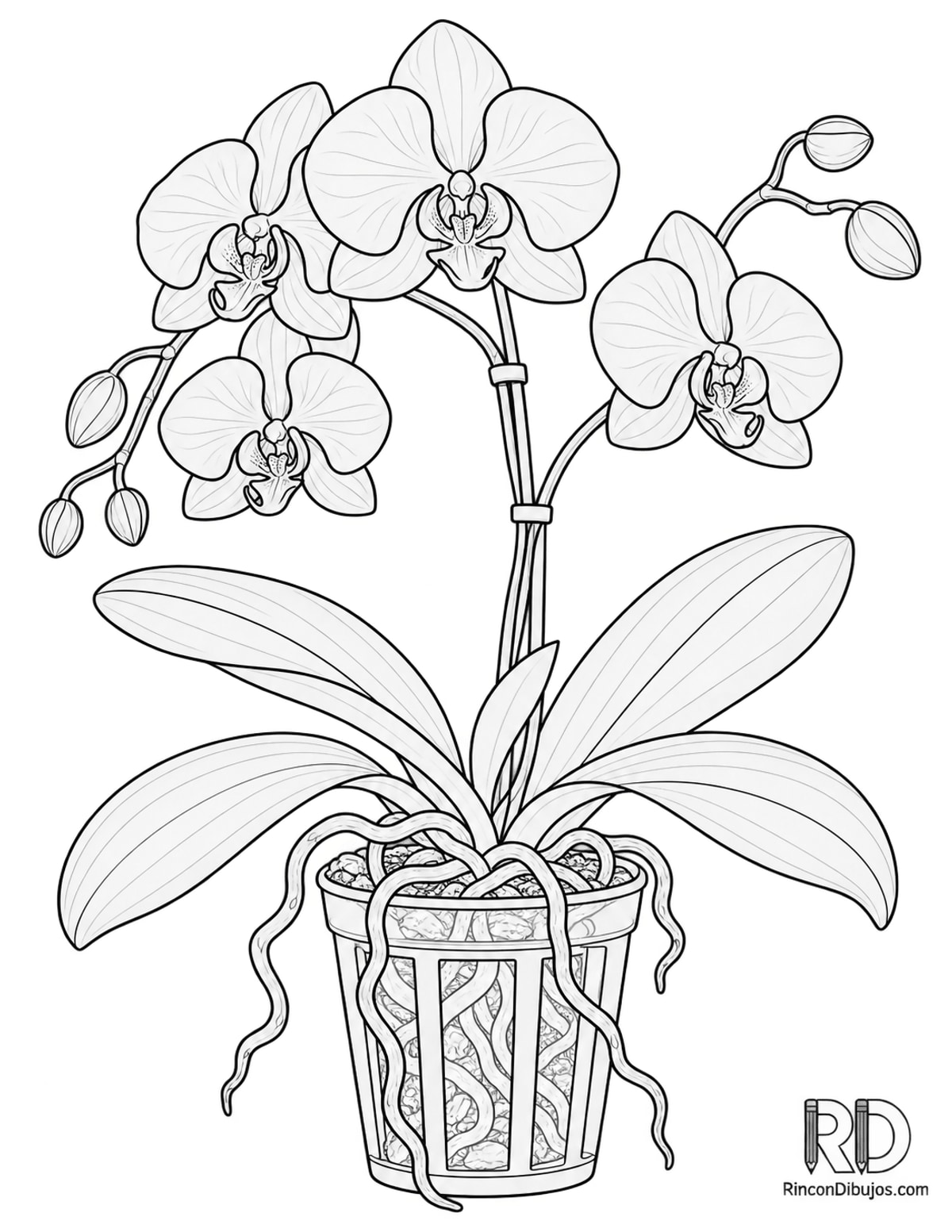 Dibujo de orquídea para colorear Dibujo de orquídea para colorear