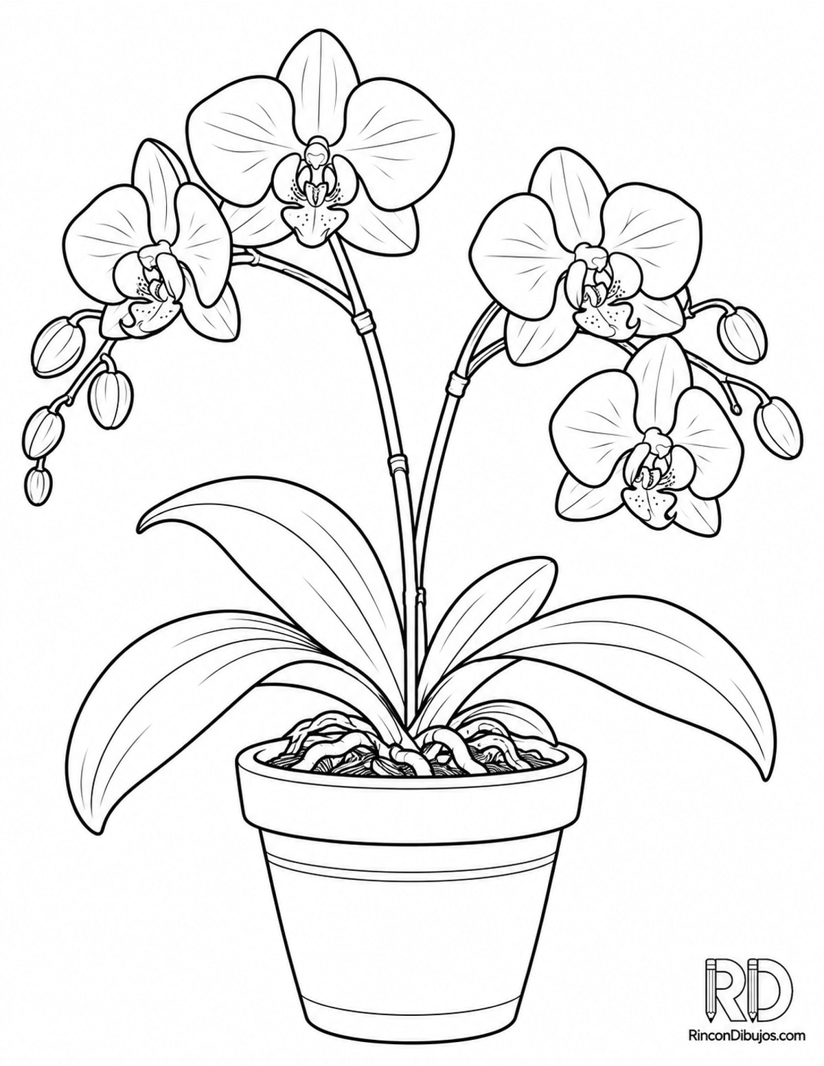 Dibujo de orquídea para colorear Dibujo de orquídea para colorear