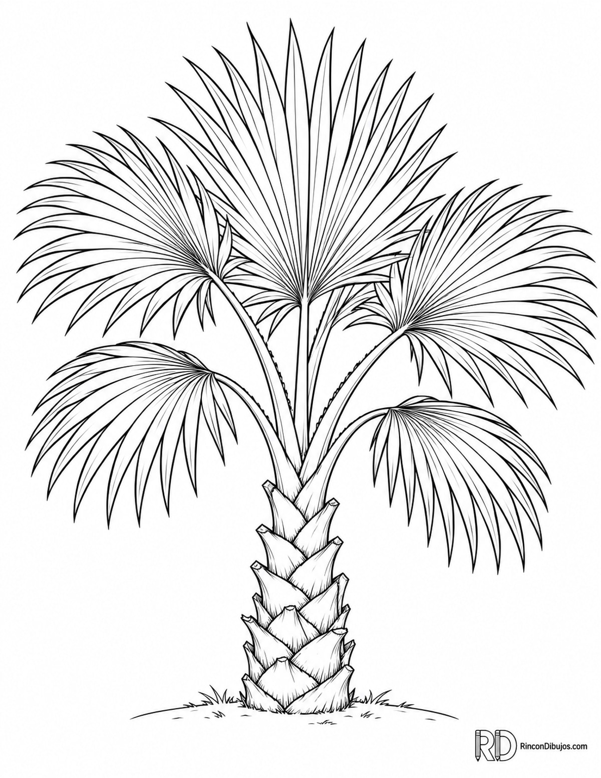Dibujo de palmera joven para colorear Dibujo de palmera joven para colorear