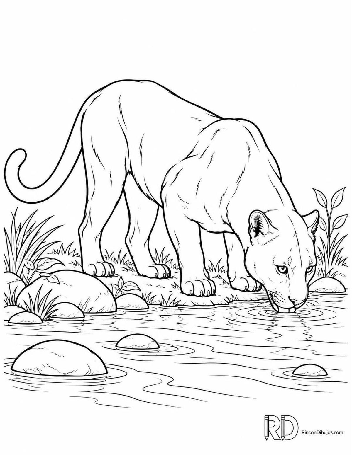 Dibujo de pantera bebiendo para colorear Dibujo de pantera bebiendo para colorear