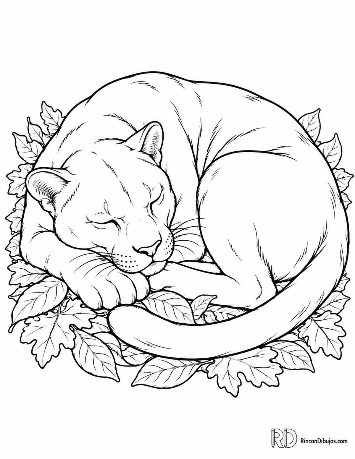 Dibujo de pantera dormida para colorear Dibujo de pantera dormida para colorear