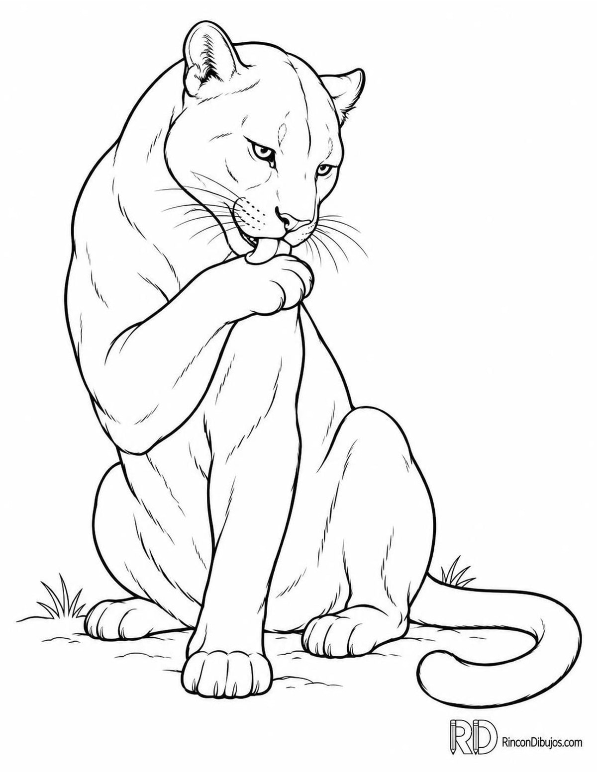 Dibujo de pantera lamiéndose para colorear Dibujo de pantera lamiéndose para colorear