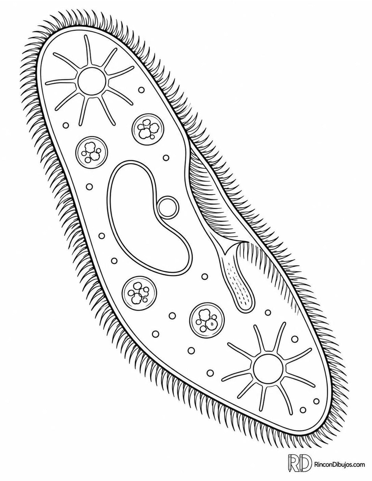 Dibujo de paramecio para colorear