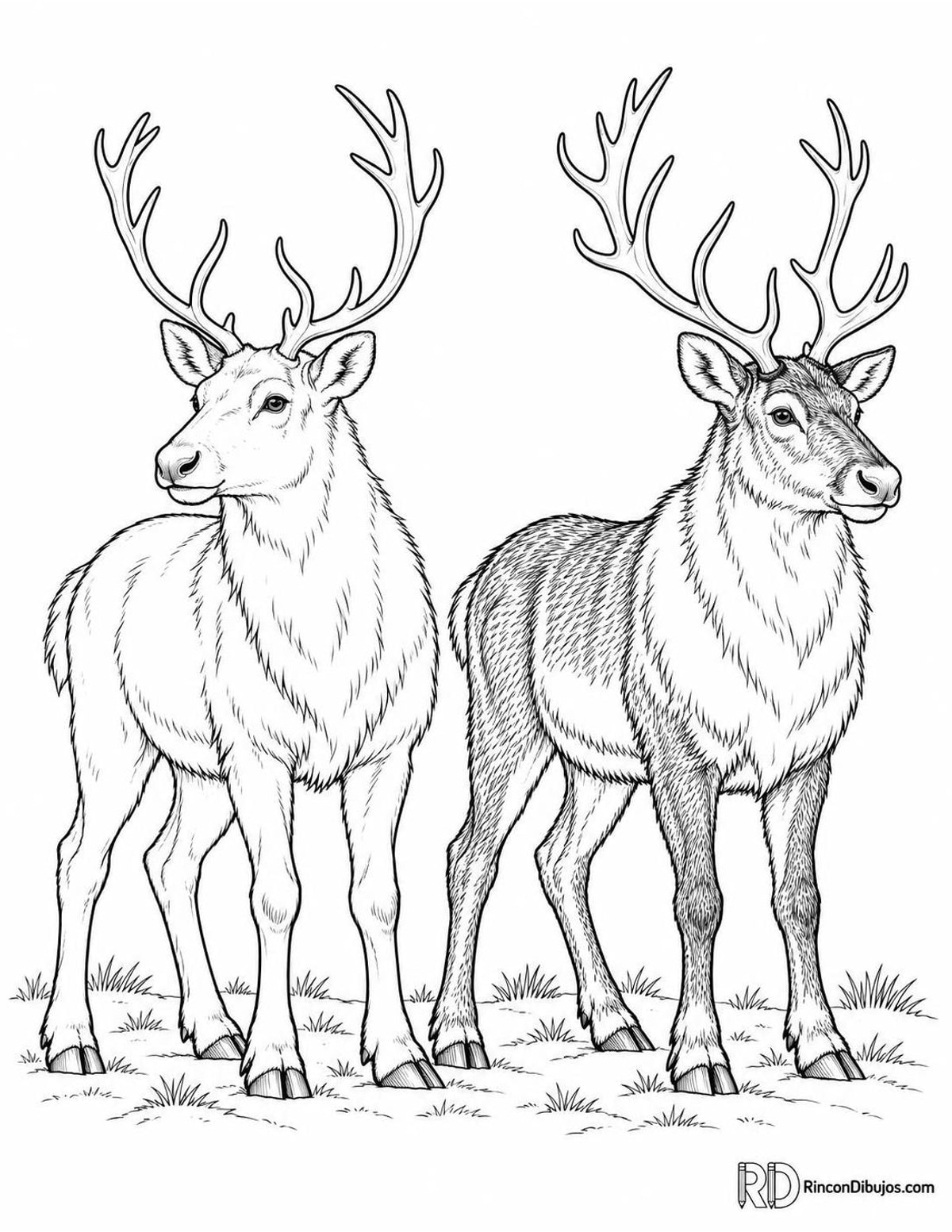 Dibujo de pareja de renos para colorear Dibujo de pareja de renos para colorear