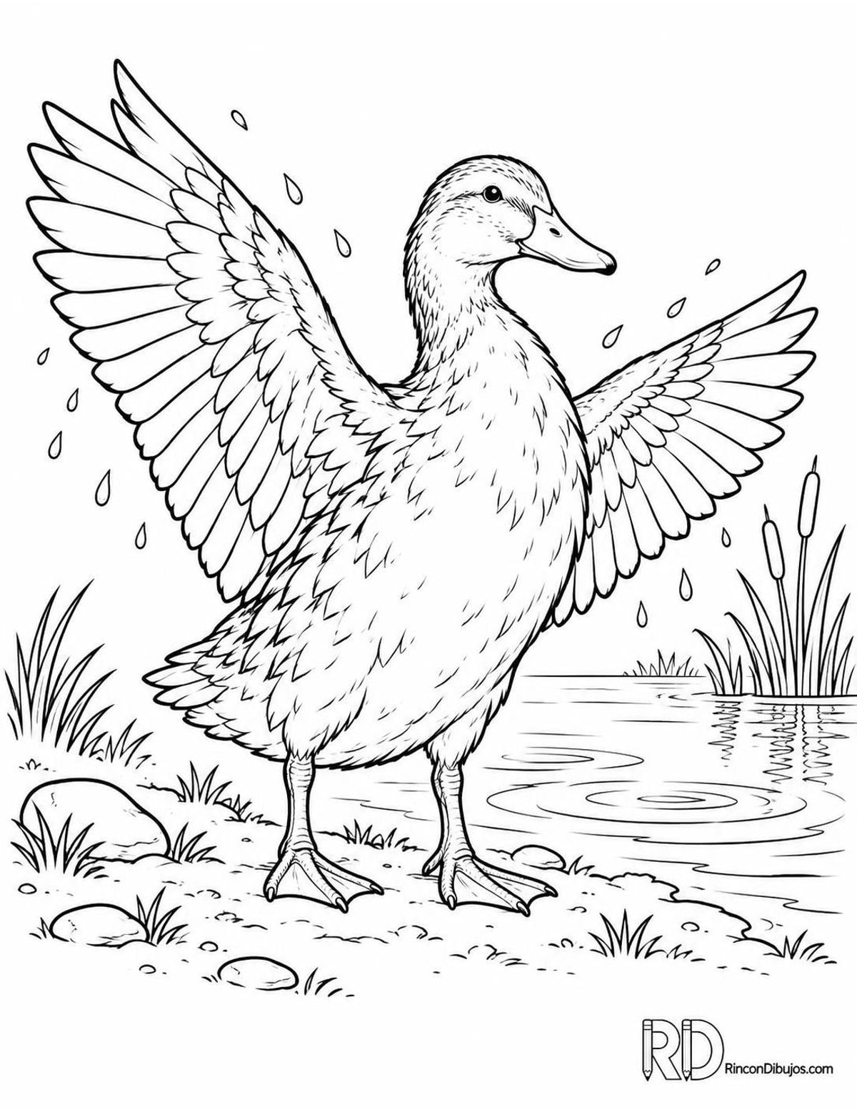 Dibujo de pato para colorear