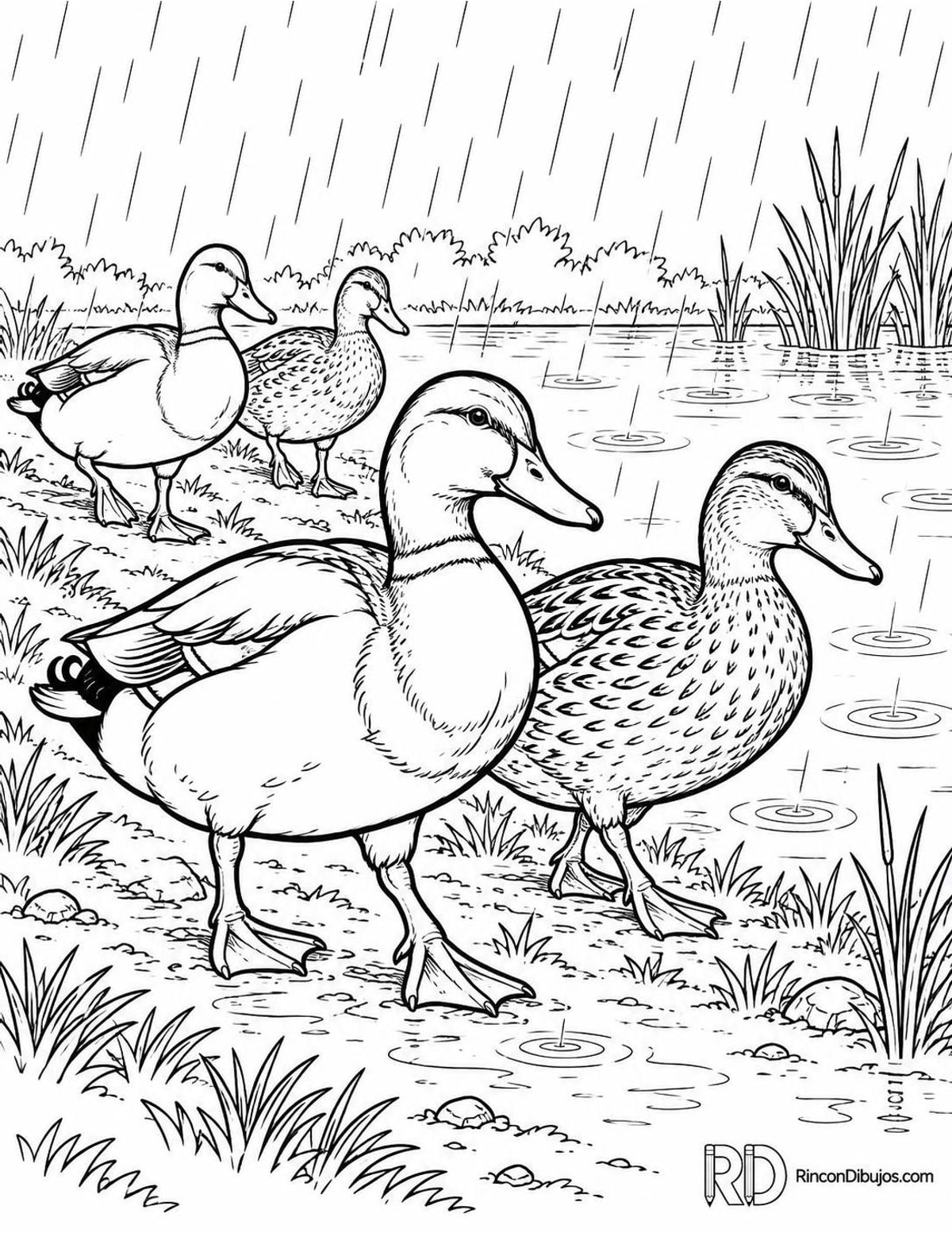 Dibujo de patos bajo lluvia para colorear Dibujo de patos bajo lluvia para colorear