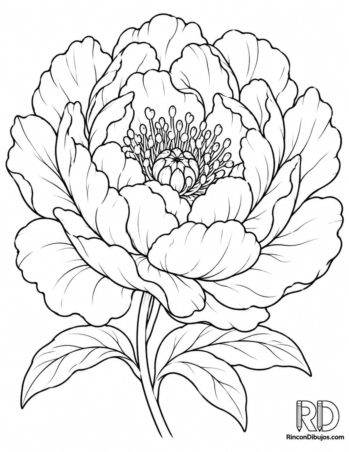 Dibujo de peonía abierta para colorear Dibujo de peonía abierta para colorear
